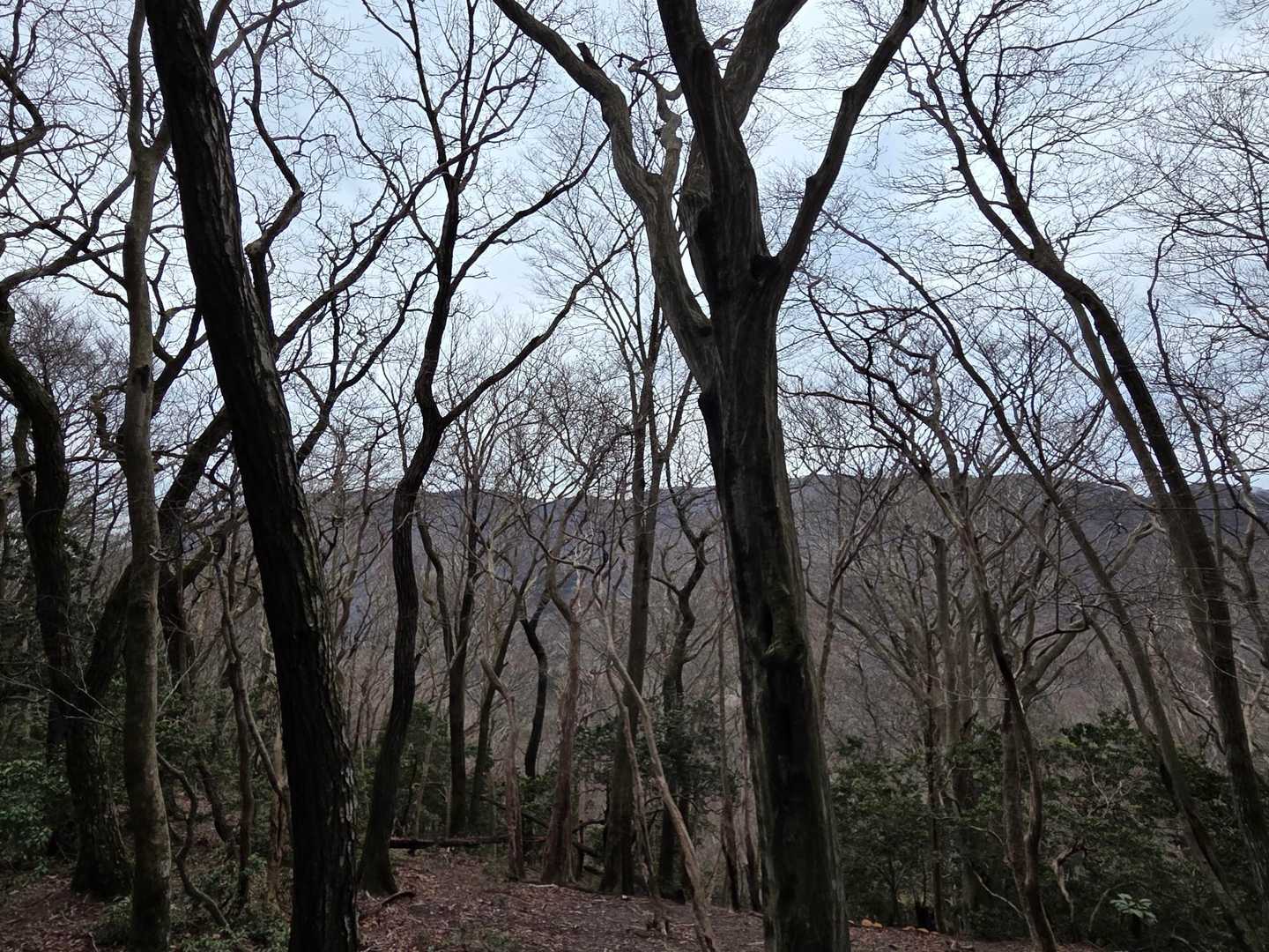向こうに藤原から御池の稜線がずっと見えてていいルートです🎶
