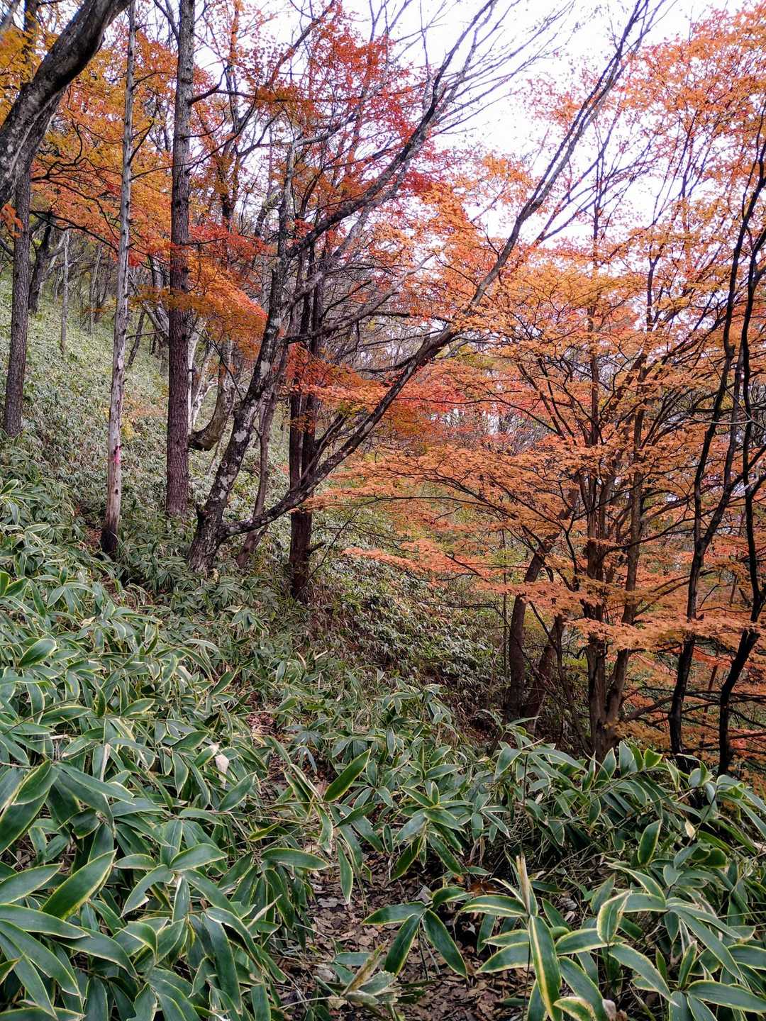 烏帽子岳登山口-烏帽子岳登山口バス停-榛名高原学校入口バス 周回コースの写真