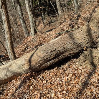 大木が・・・跨いで通過