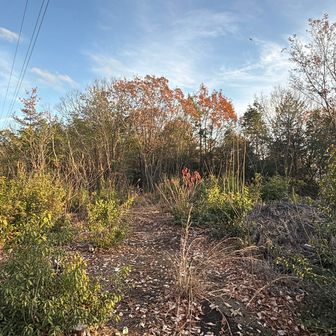 前来た時は山頂感なしな感じだったけど、木が整理され山頂感あり。
ただ、景色はなし。