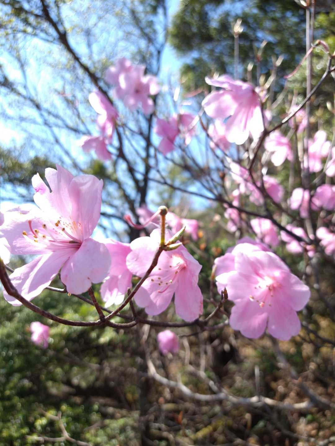 中岳（栃木県日光市）の写真