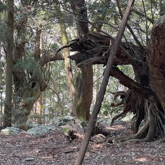 吉祥天の森は、吉祥山自然環境保護地域の中核。頂上と同じ角閃石片岩の露頭と椎や山桜の巨木でちょっとした異空間となっている。
