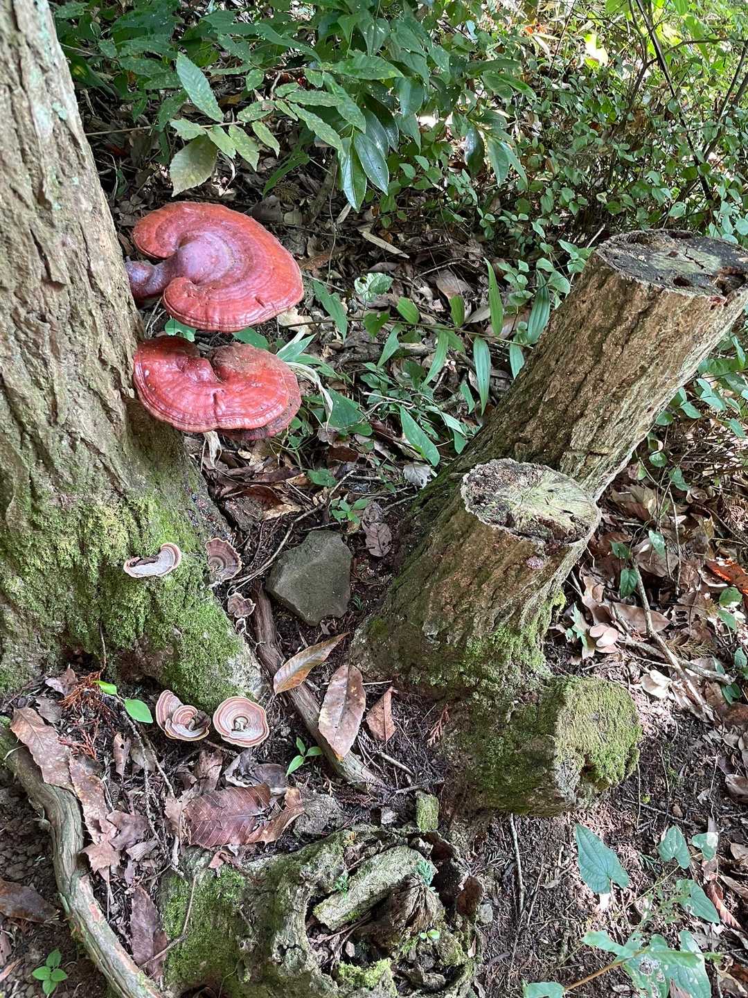 明星山登山口-明星山 往復コースの写真