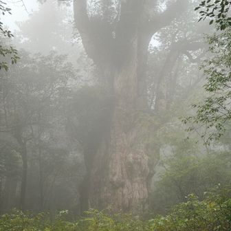 縄文杉
