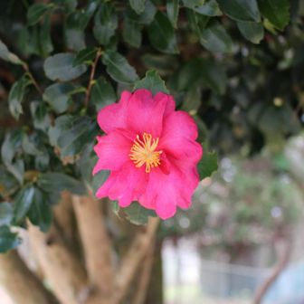 久しぶりの北西尾根ルート
心地よい山歩きでした♪