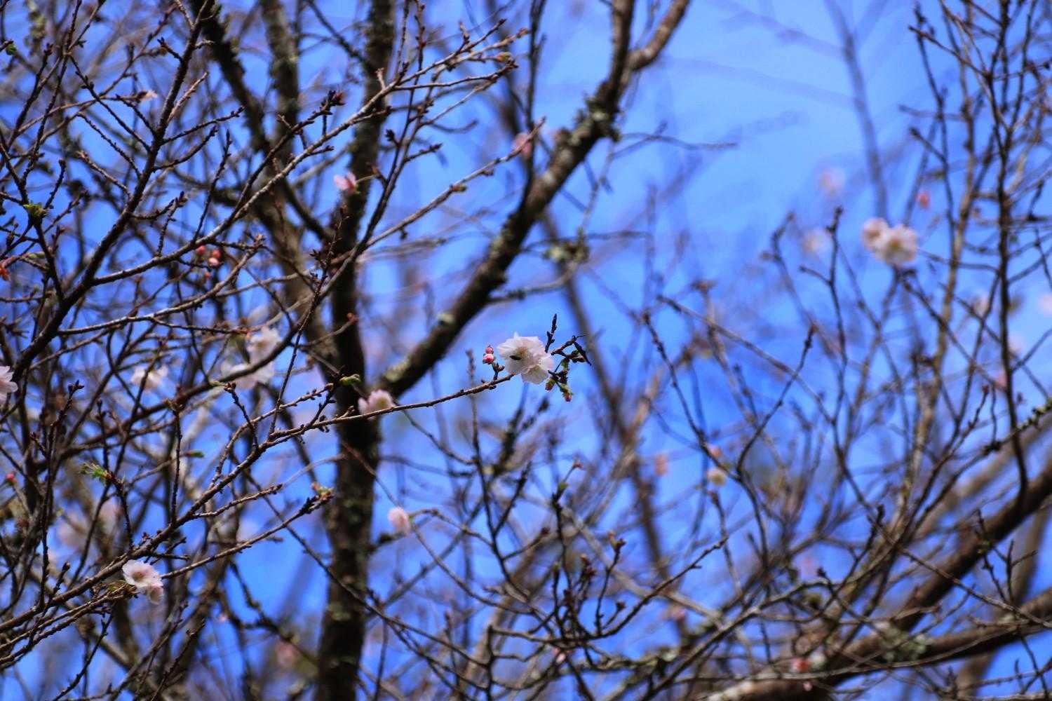 森林公園に桜が咲いてた！
この時期に見かける桜ですね～。