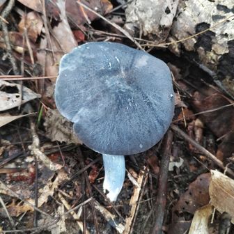 🍄　　　　　　　　　　　
コンイロイッポンシメジ