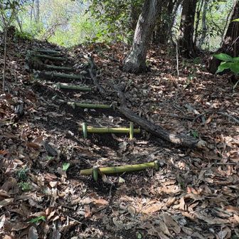 竹の階段が続く