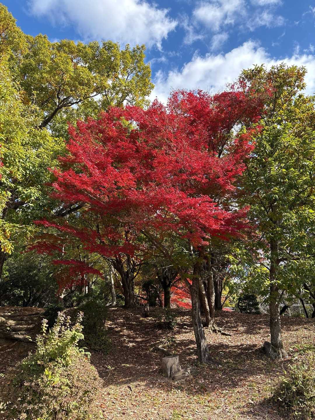 五月台の紅葉🍁