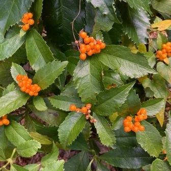 オレンジのセンリョウ