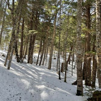 この樹林帯は毎回、この先が小屋だよね、と2回も3回も
この日は4回くらい外れたかなぁ