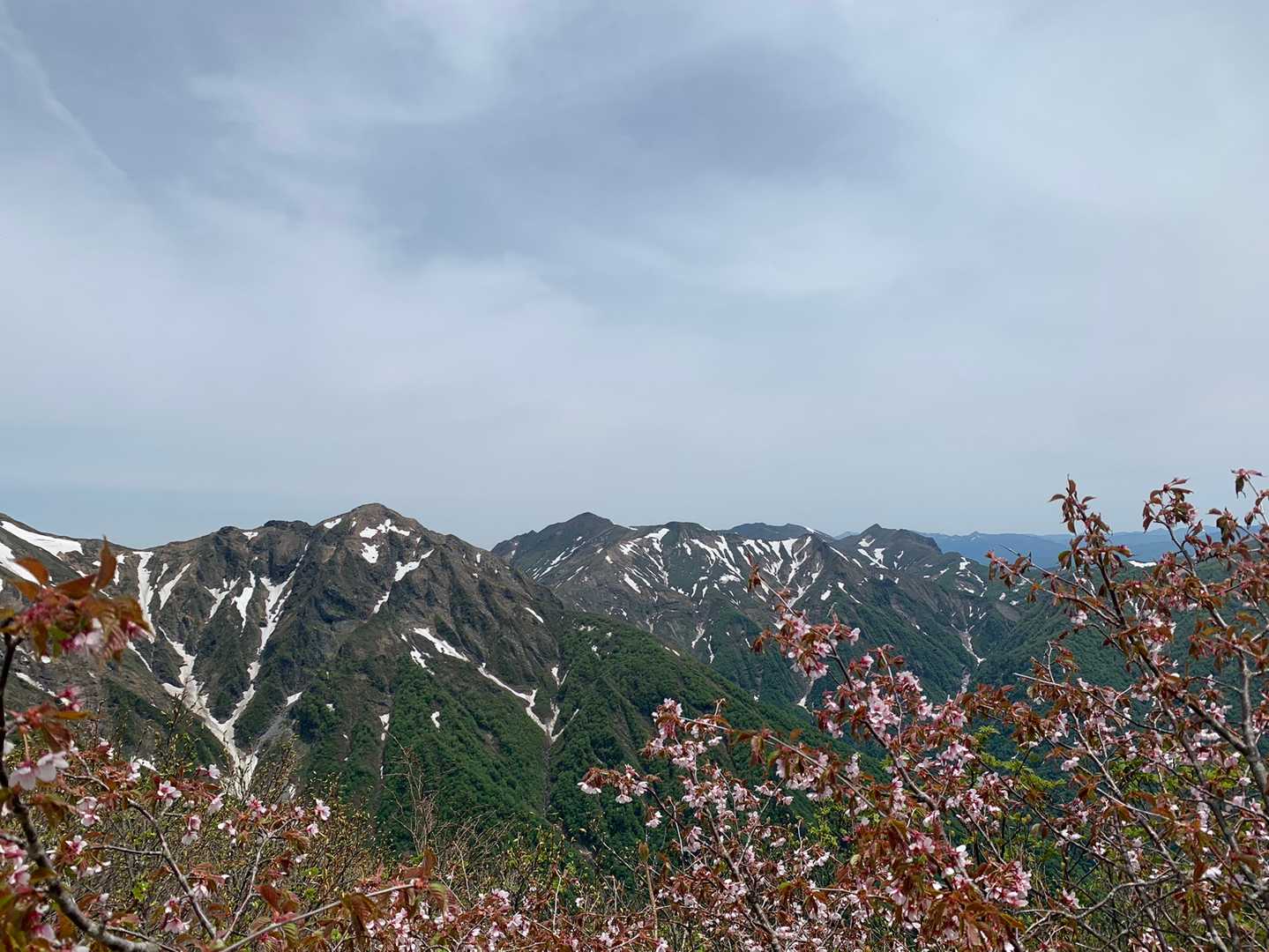桜🌸とエビス、谷川岳方面