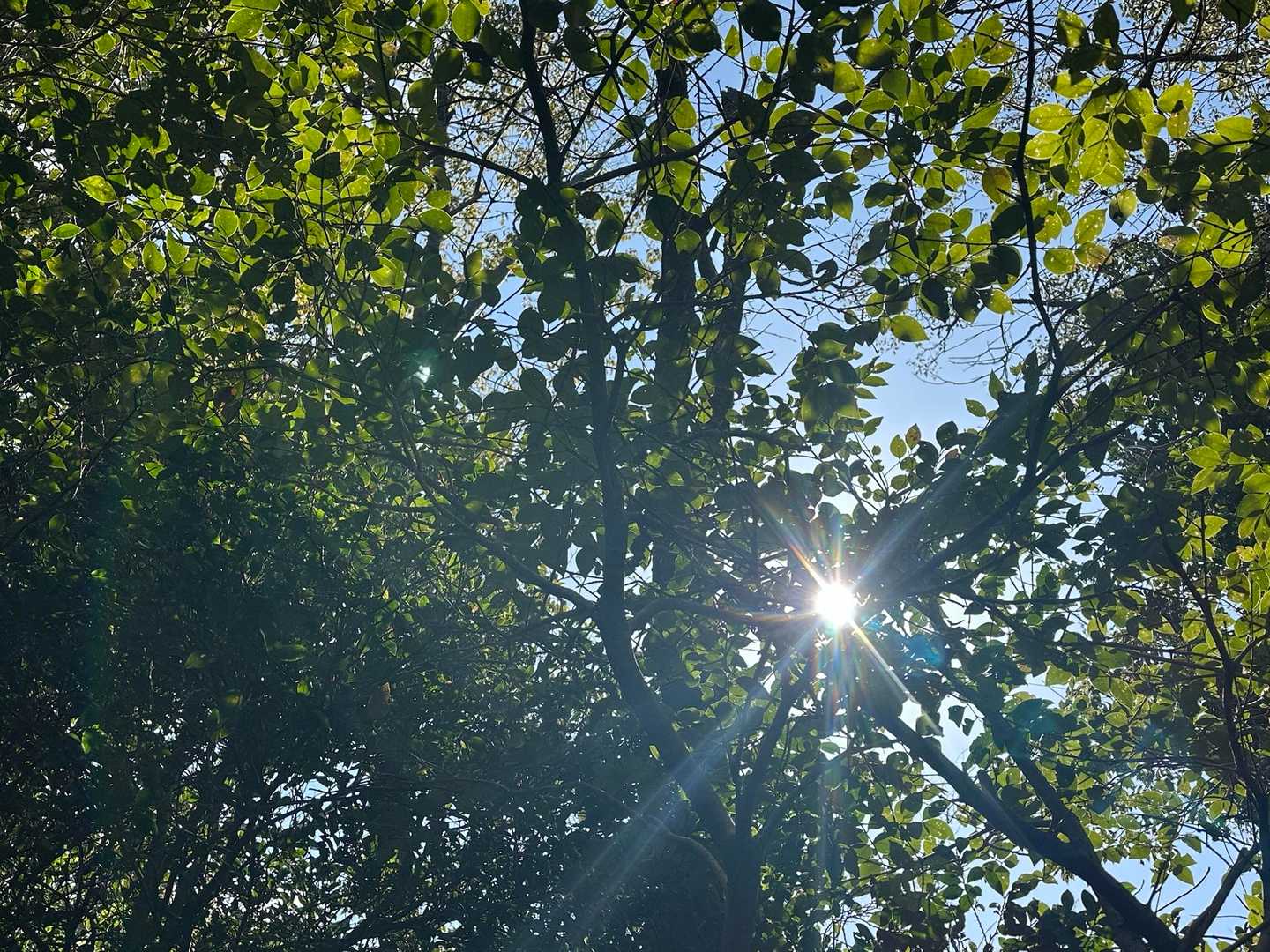 春の日差しを受けて、葉っぱが黄緑色に🍀