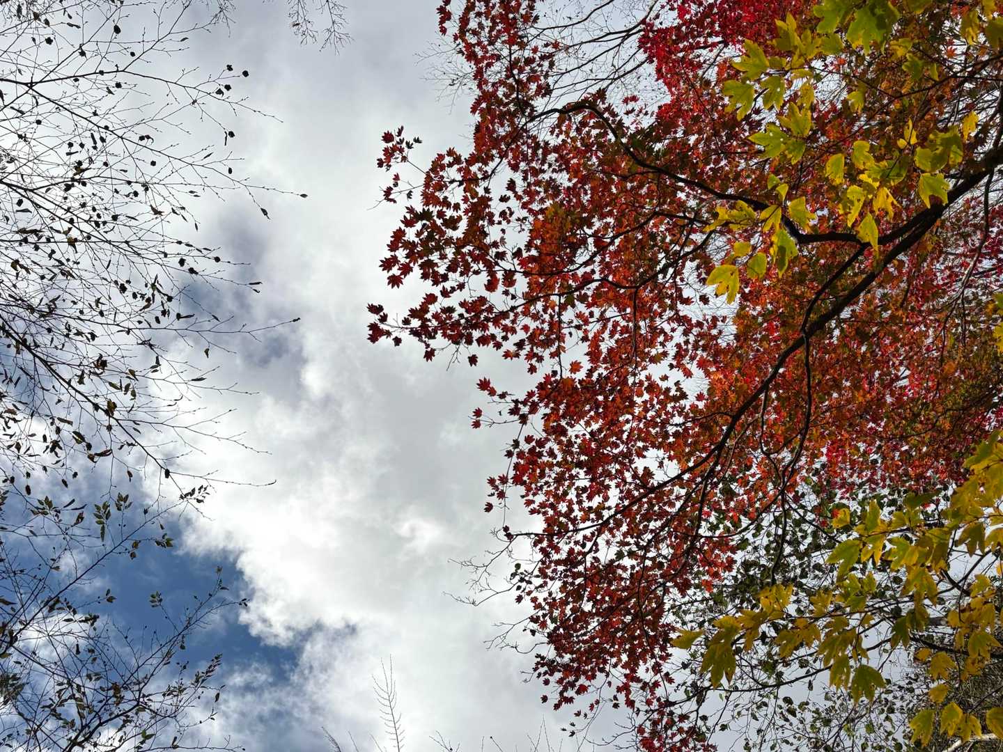 見上げても紅葉あり