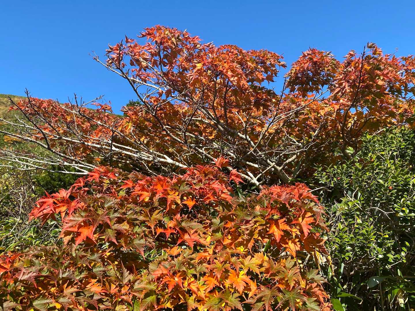 🍁