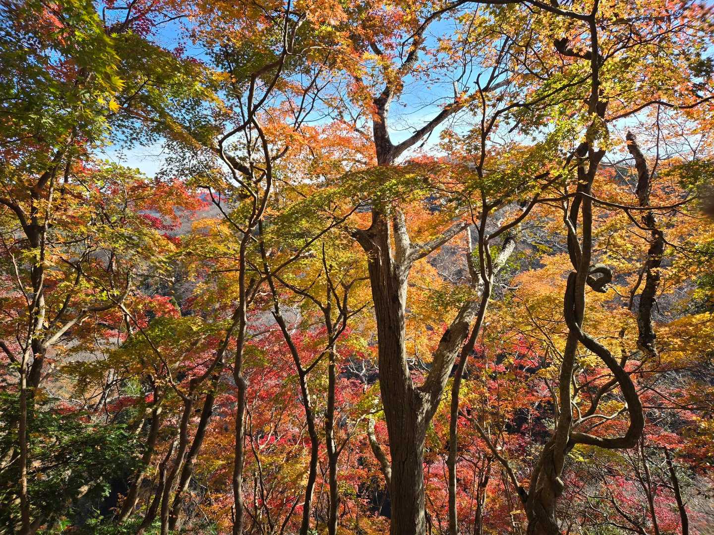 素敵なもみじポイント