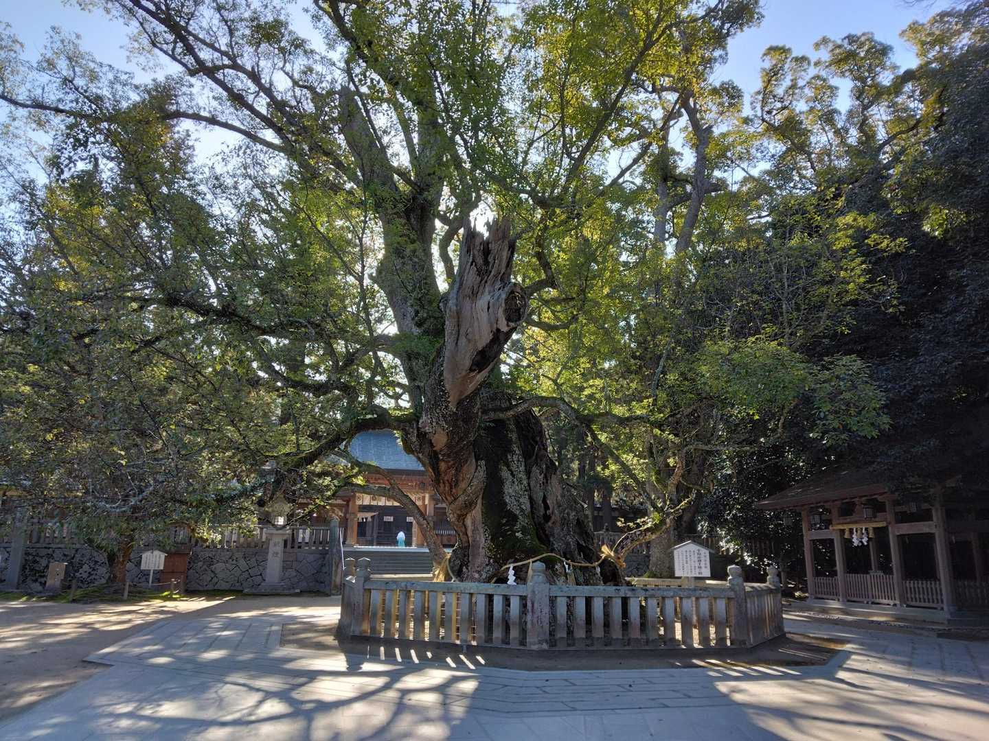 樹齢2600年の御神木