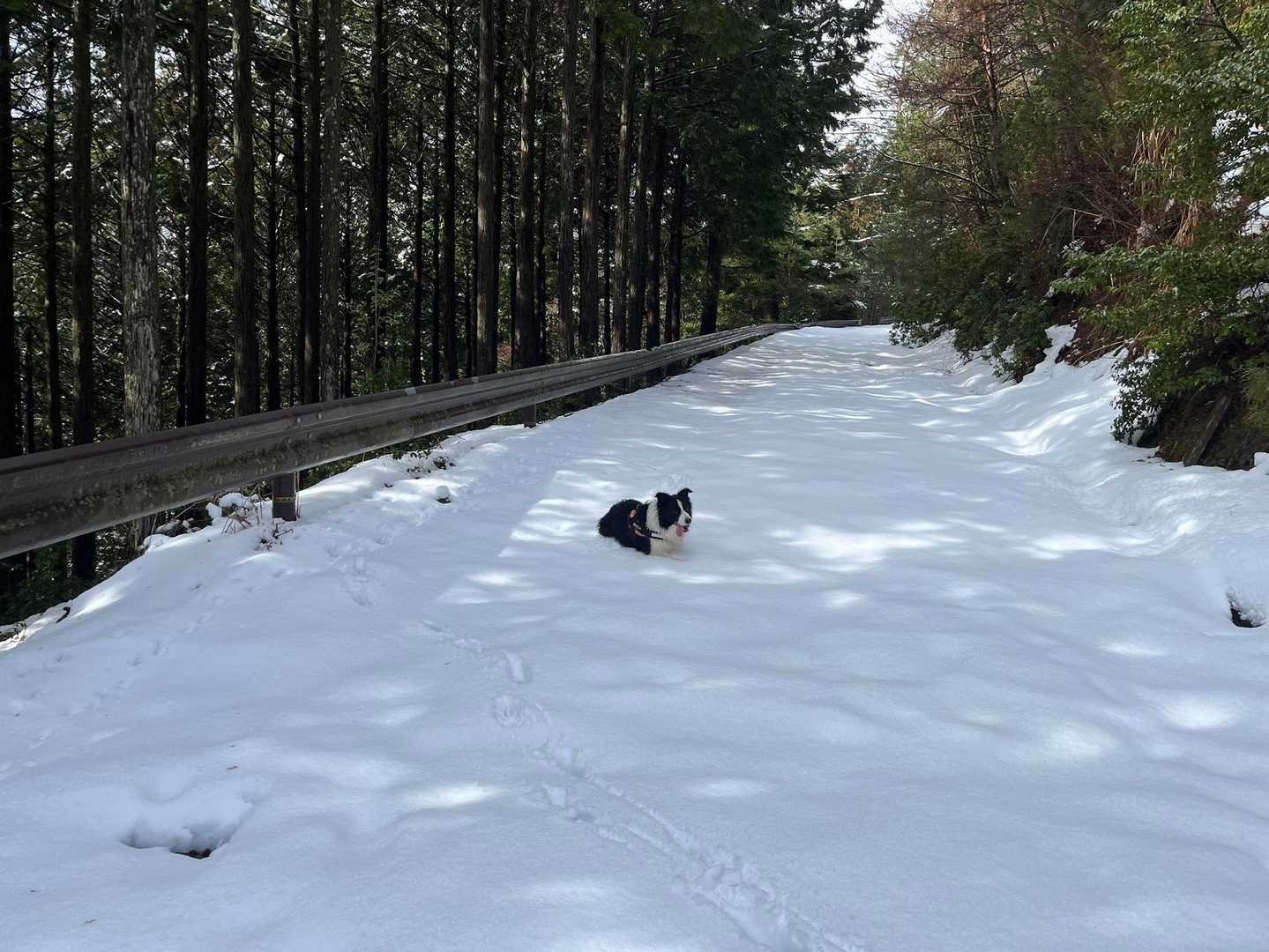 林道と交差するあたりから急に雪が増えた！