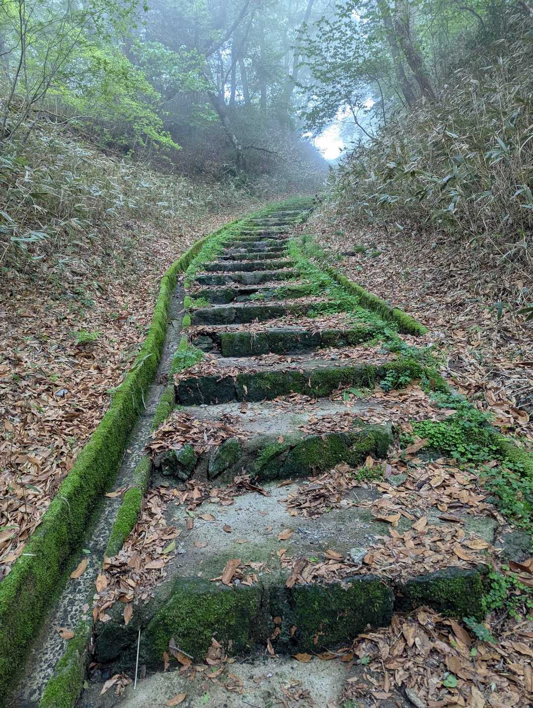 脊振山-矢筈峠 周回コースの写真