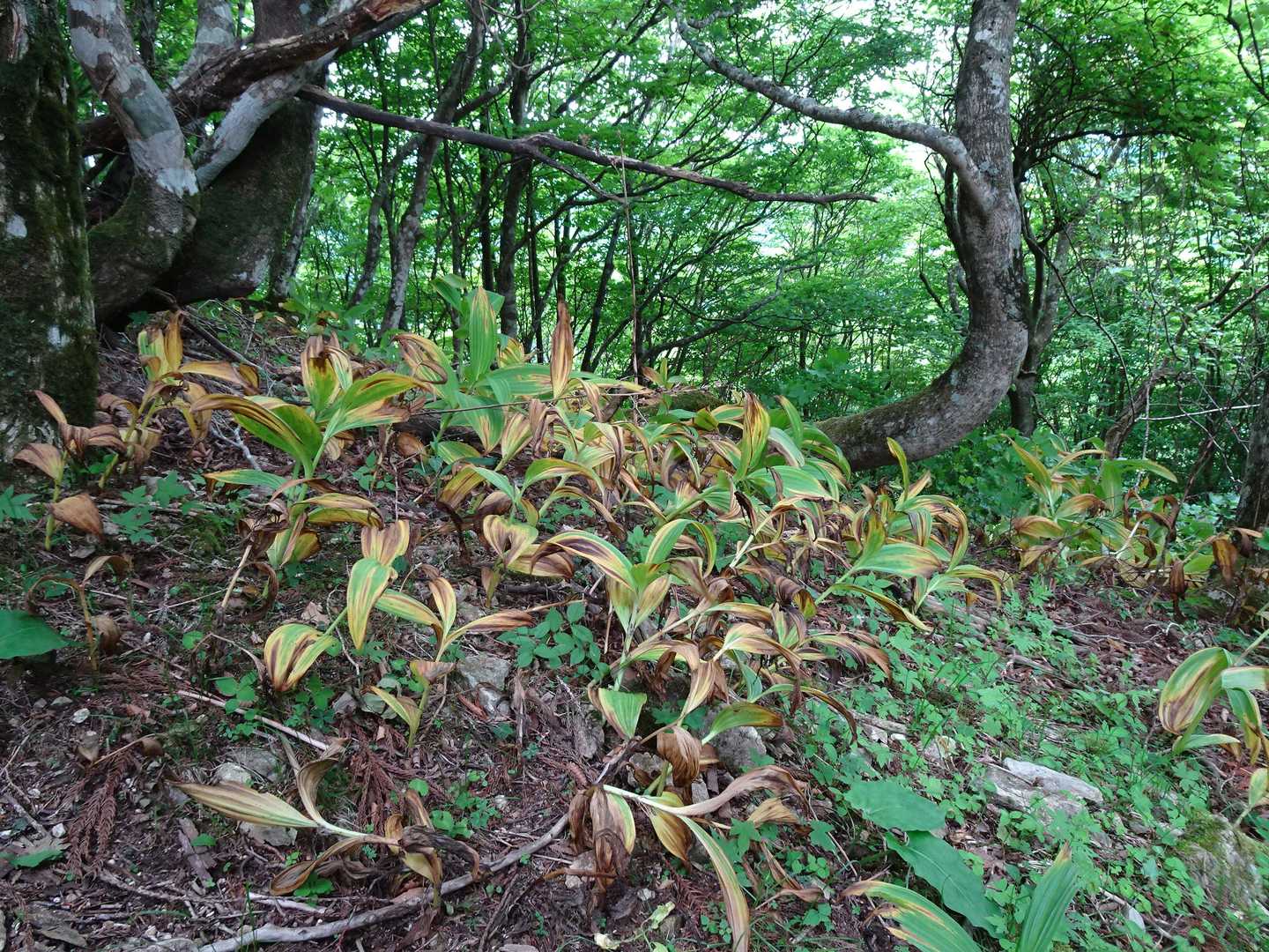 バイケイソウ。枯れているのはどうして？→調べてみたら、花序がつかなかった個体は葉から枯れ、倒れるのだそうです。バイケイソウは群落全体で花が咲くのは1/10程度なのだとか📝