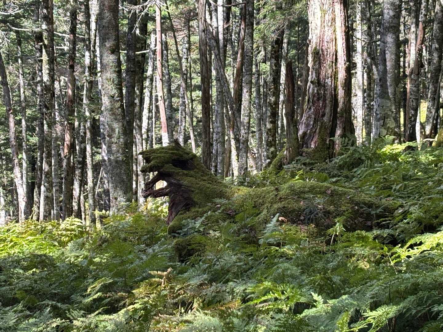 ジャガー🐆の木があるってことで、帰りに気をつけながら探す。これの事かな？