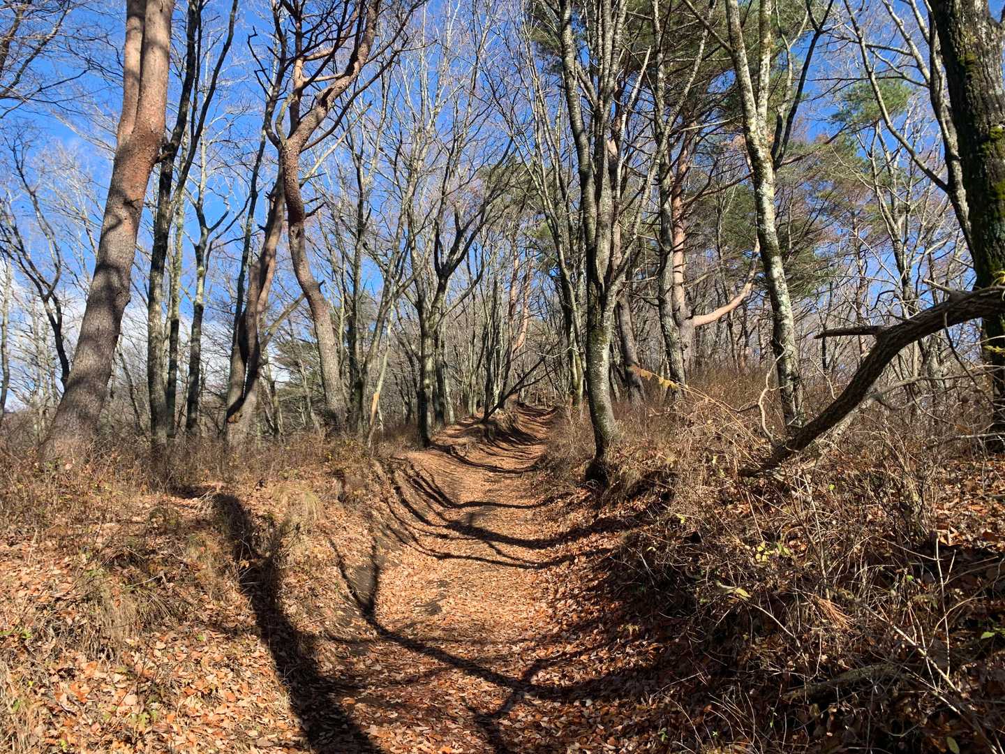 もちろん最初の山頂、三湖台を目指します。
