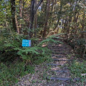 登山道は整備されてるが、鹿がおってビックリ🦌