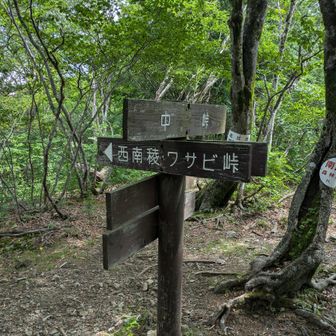 中峠到着
わさび方面へ
ここから下っていきます