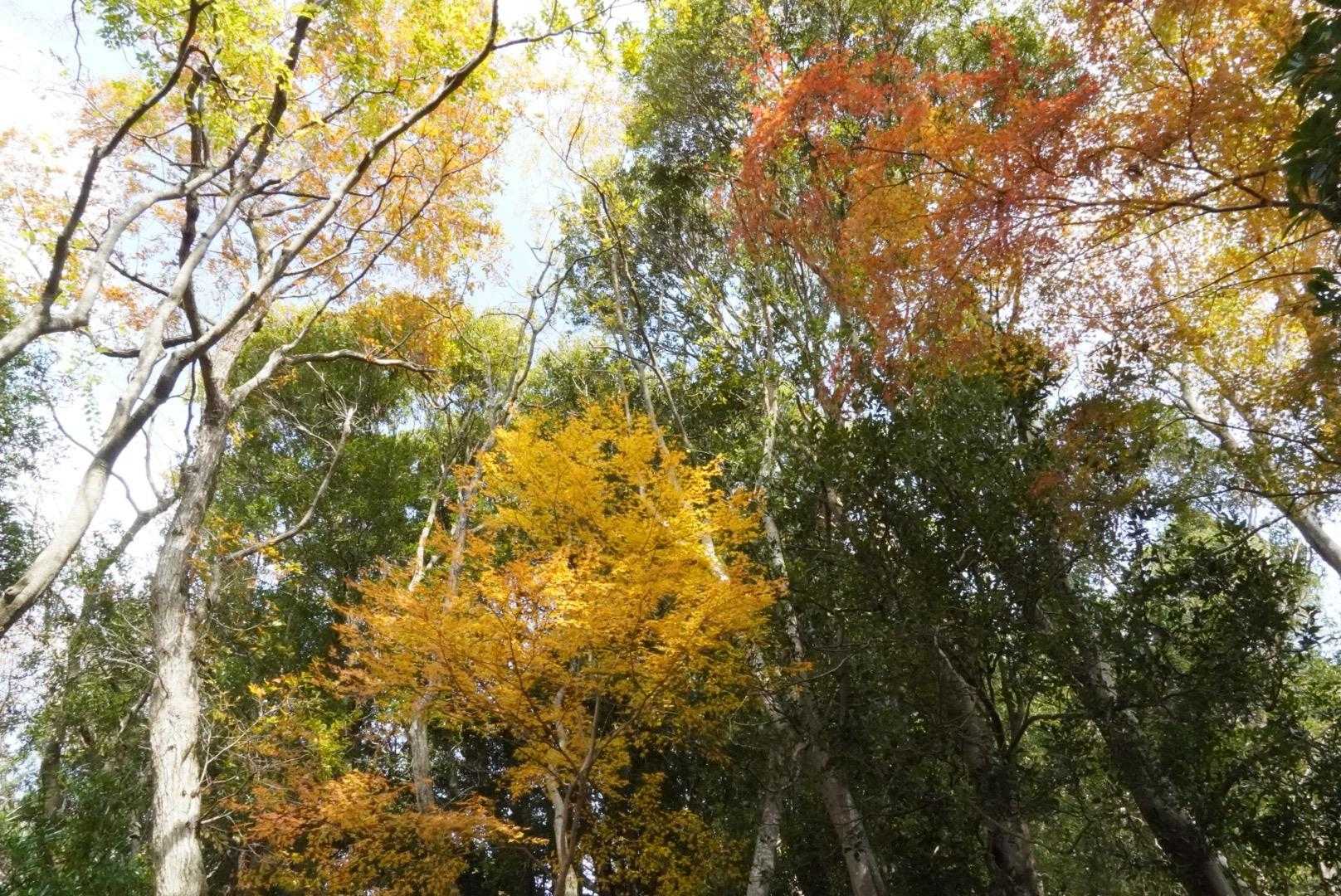 阿曽浅間山-網掛山-大理石石灰採石跡 往復コースの写真