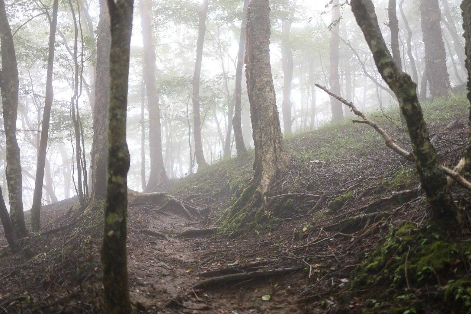 霧に包まれた登山道
