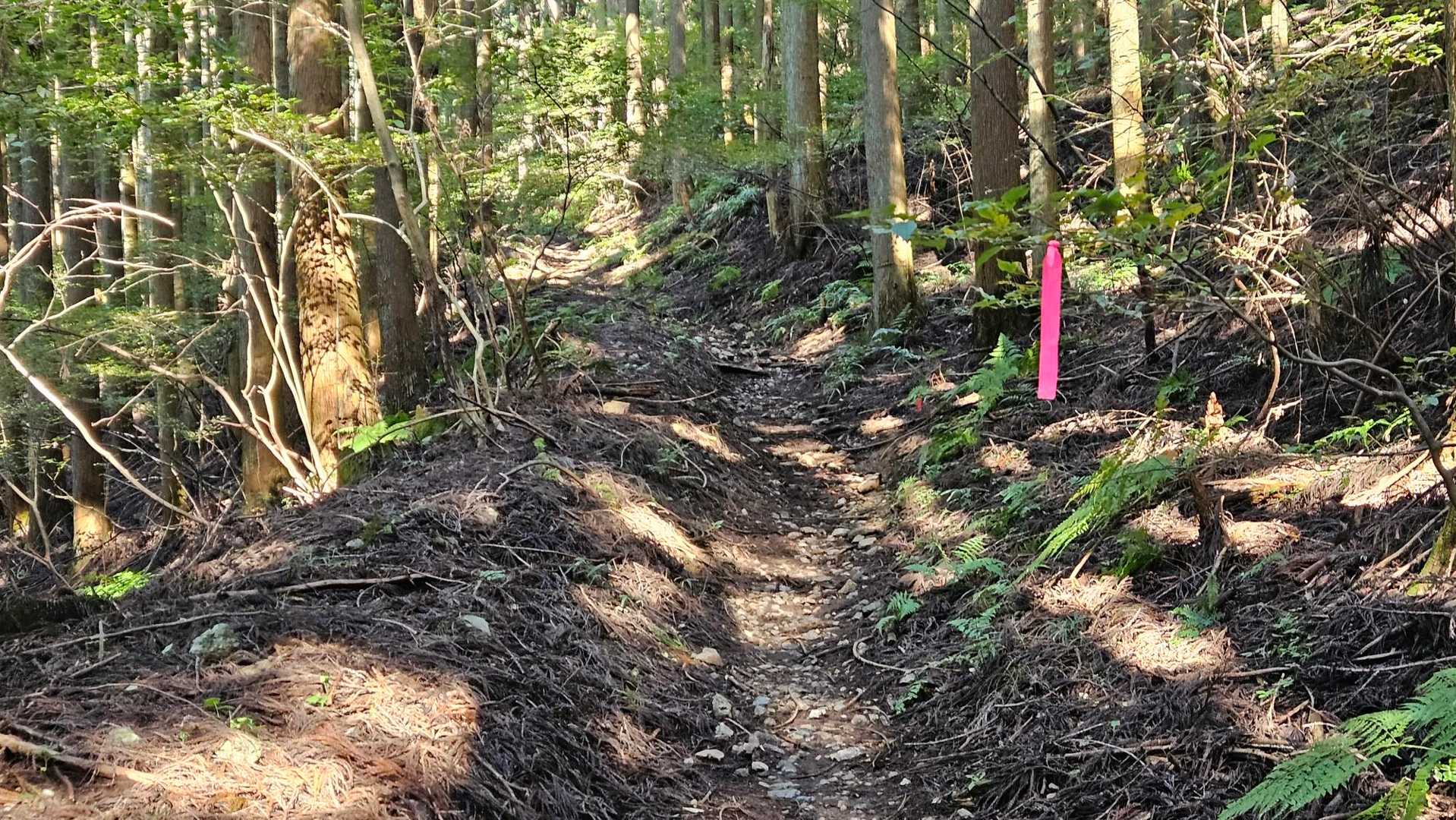 旧正丸峠までは、比較的穏やかな登りが続きます。