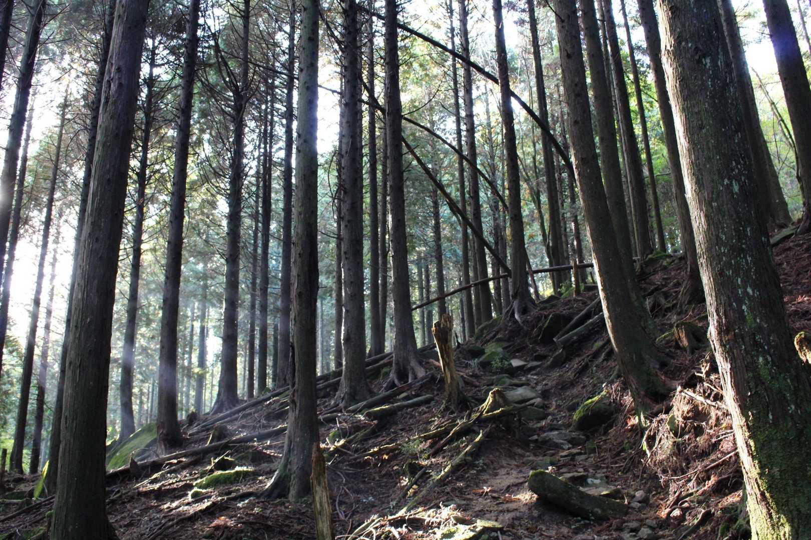 豊前坊登山口-鷹巣山登山口-薬師峠-裏英彦山道登山口-英彦 周回コースの写真