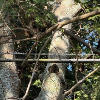 リスさんやっと撮れました。
ここまで何度か撮影チャンスあったのですが、すばっしこくてね笑
この子は日向でお昼寝💤かな