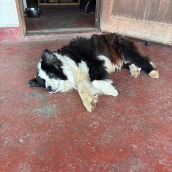 まろんびねがー