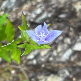 東屋の辺りに、咲いてました💜　岩桔梗