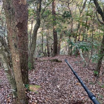 大仏山からの下り道に突入。
