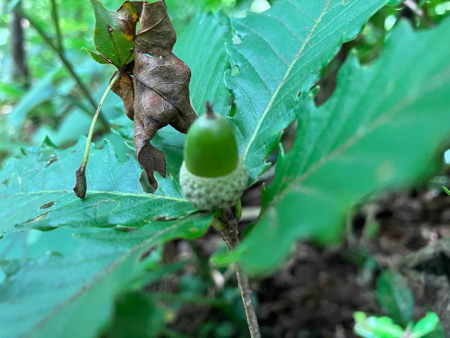 もう秋〜🌰