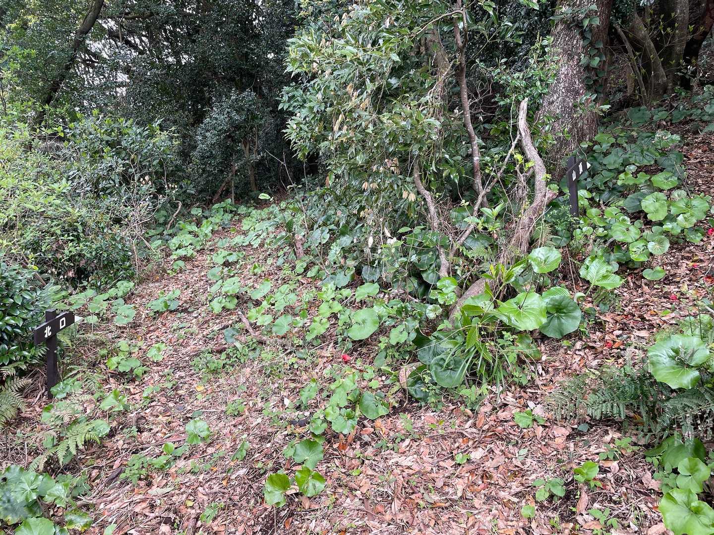 鞍部まで戻ると北口との分岐。
右が山頂、正面奥が北口。