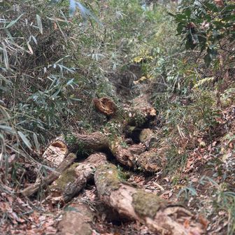 いきなり倒木😅