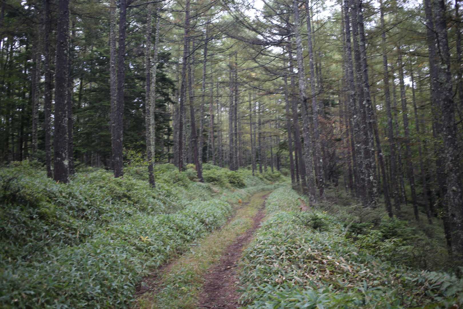 御小屋山 往復コースの写真