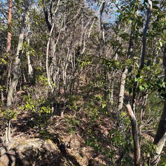寺山への道はなだらか