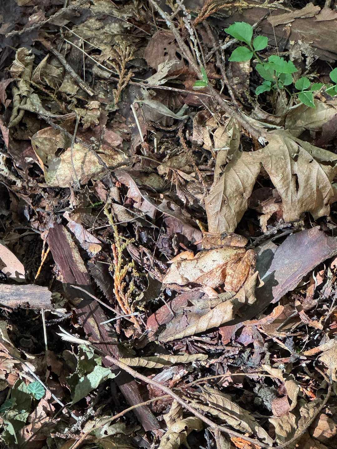 よ〜く見ると🍂と同化してる🐸