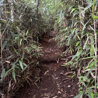 ここからは登山道、道幅も狭いです