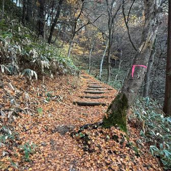 酔っ払ったところで城山登山✊
