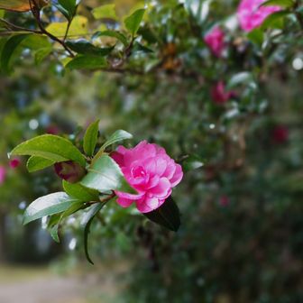 ここは寒いのか
もう山茶花