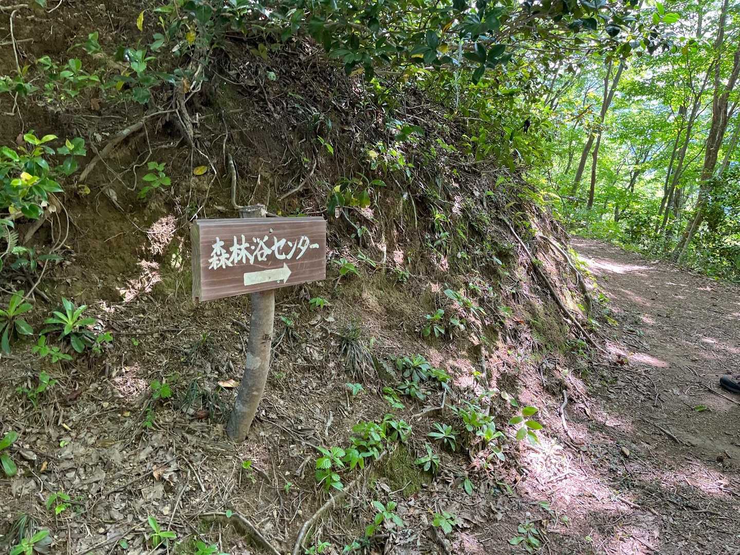分岐
ここから下山♪