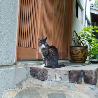 背中が毛羽立ってる