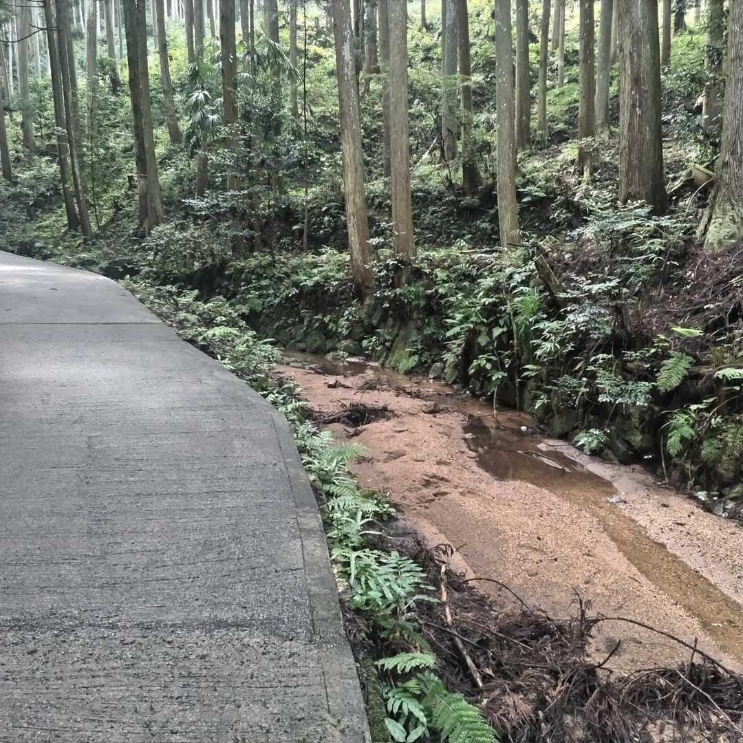 車で砂防ダム付近へ移動してスタート
沢沿いの車道は涼しい(^^)