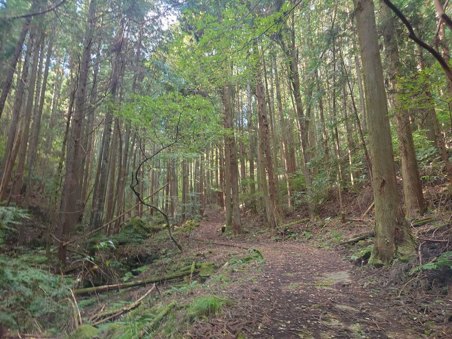 こんな感じで始まりました。