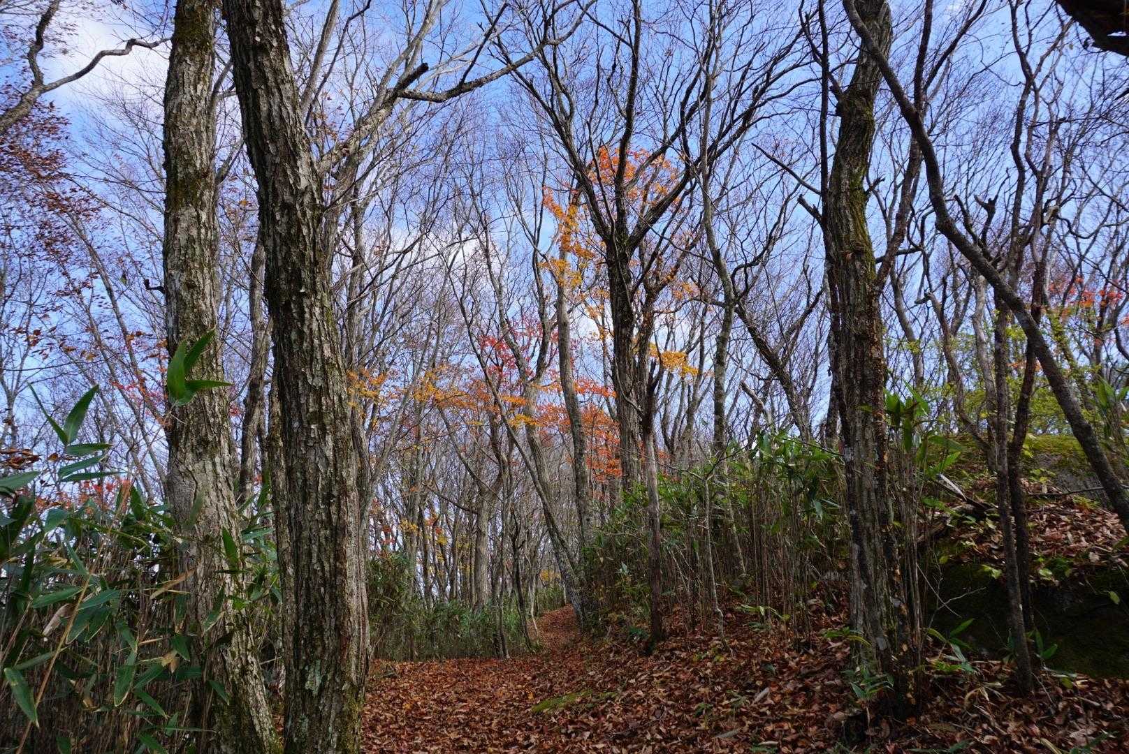 日山 周回コースの写真